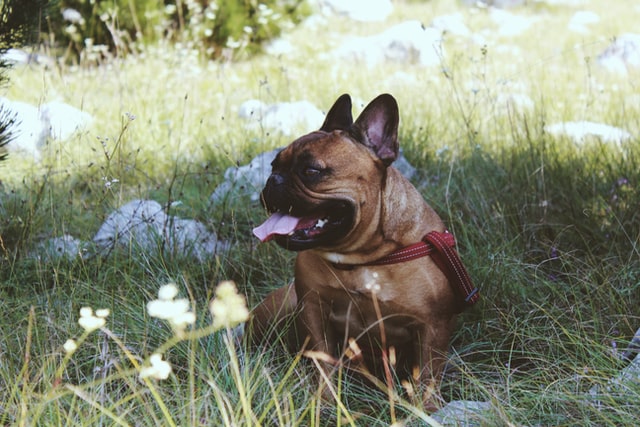 French bulldog aggression best sale biting