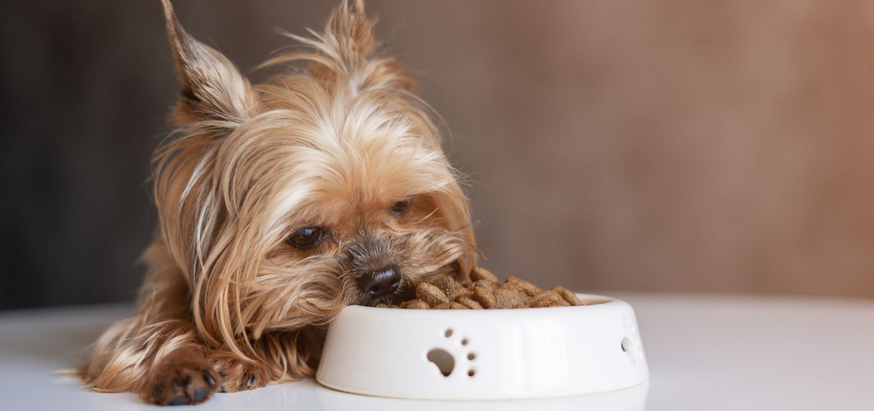 Safe timelines: how long can a dog go without food, with and without water