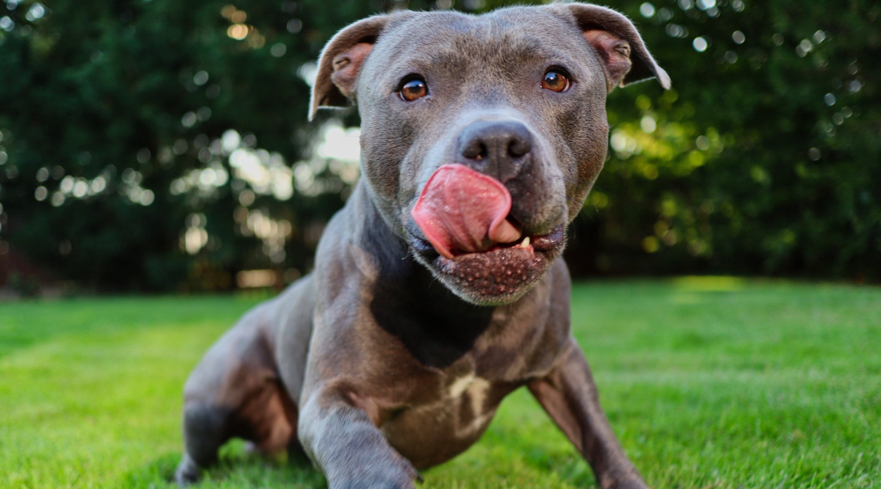 Guard pitbull deals