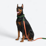 Green Orange Collar