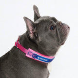 Snow Cone Martingale Collar||size:A,B