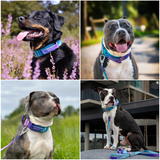 Taktisches Halsband für große Hunde - 90s Retro