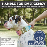 Pastel Icing Collar||size:XS,S,M,L