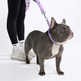 Lilac Collar||size:A,B