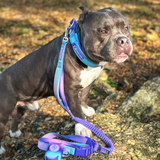 90s Retro Martingale Collar||size:A,B,C,D,E