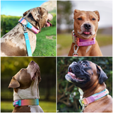 Taktisches Halsband für große Hunde - Pastellglasur