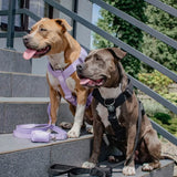 Komfort-Kontrolle No-Pull Hundegeschirr - Schwarz