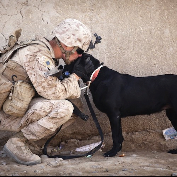 K9 Veterans Day – Celebrating Famous Dogs in Battle