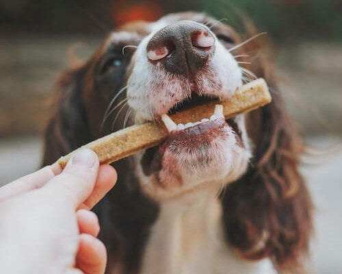 When Pets Beg: Ground Rules for Visiting Friends and Family