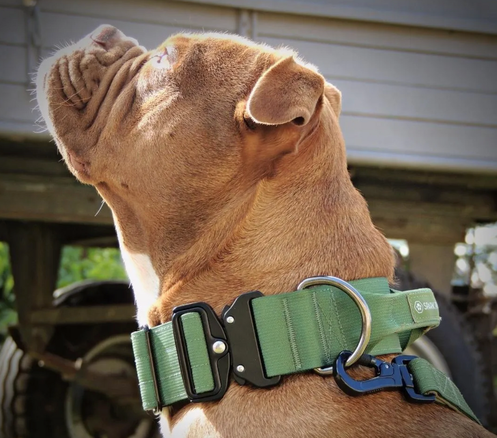Leather Collars Pitbull Dog Accessories Singer Accessories Collars