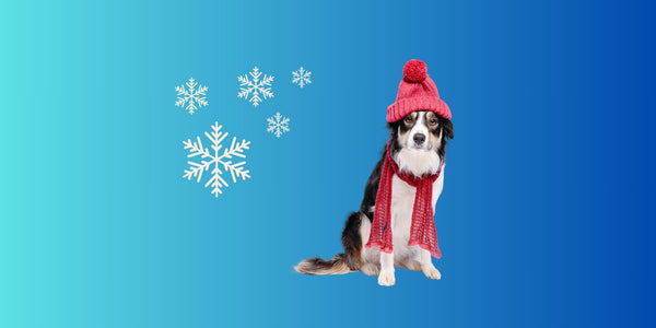 Is My Dog Feeling Cold? Here’s How To Tell