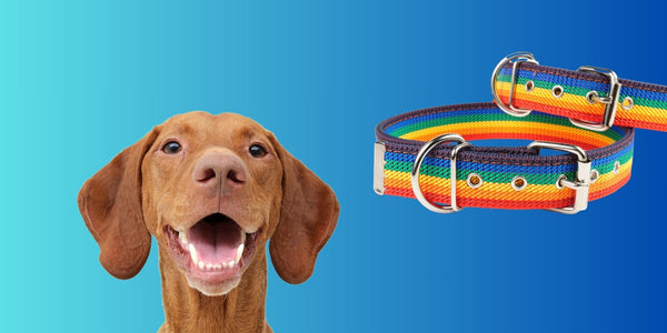 DIY Dog Collars: A Guide to Homemade Collars for Your Pup