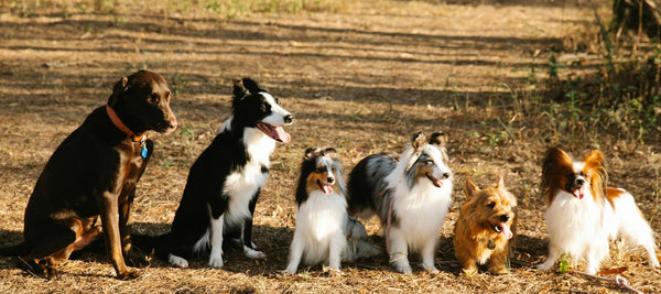 Are Dog Parks Good For Dogs?