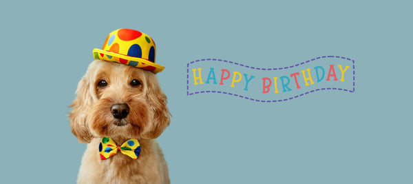 Top Dog Birthday Ideas for an Unforgettable Pooch Party!