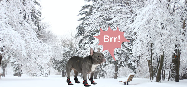 Dog Boots for Winter That Stay On