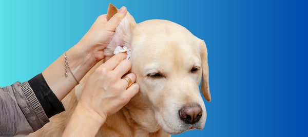How to Clean Dog Ears: Easy Tips for Pet Owners