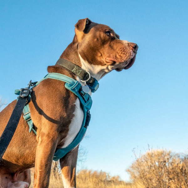Das beste Geschirr fr die Abenteuer Ihres Pitbulls!  SPARK PAWS