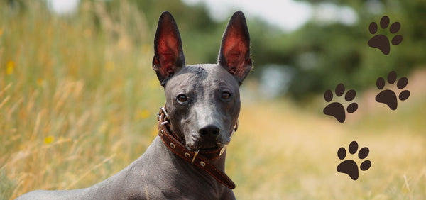 Rare Dog Breeds