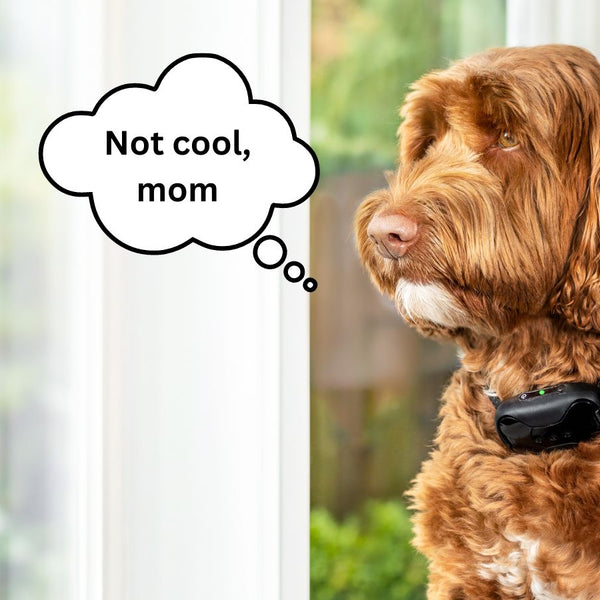 How a bark collar works