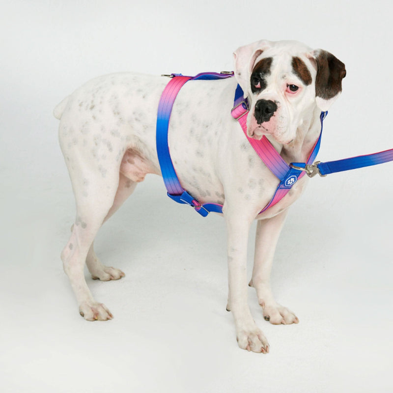Snow Cone Harness