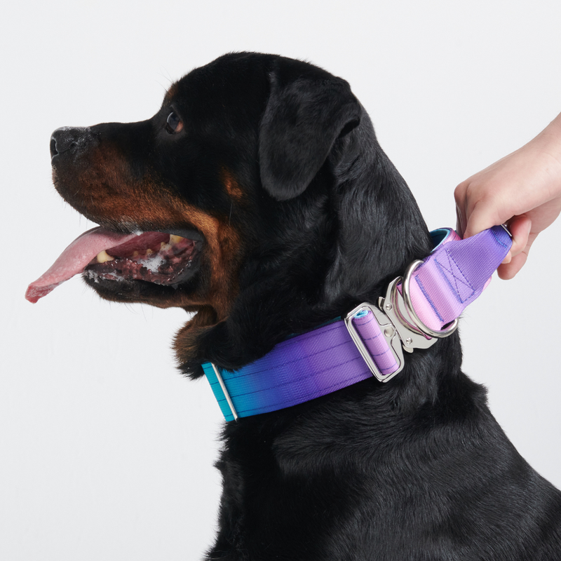 Taktisches Hundehalsband - und Leinen-Set - 90s Retro