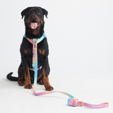 Komfort-Kontrolle No-Pull Hundegeschirr set - Pastellglasur