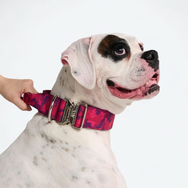Komfort-Kontrollhalsband-Set - Fuchsia Camo