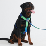 Komfort-Kontrolle No-Pull Hundegeschirr set - Limewelle