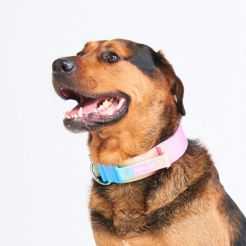Taktisches Halsband für große Hunde - Pastellglasur