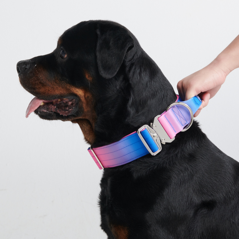 Taktisches Hundehalsband - und Leinen-Set - Rosa-Blau