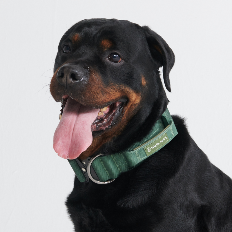 Taktisches Hundehalsband - und Leinen-Set - Grün