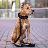 Taktisches Hundehalsband- und Leinen-Set - Schwarz