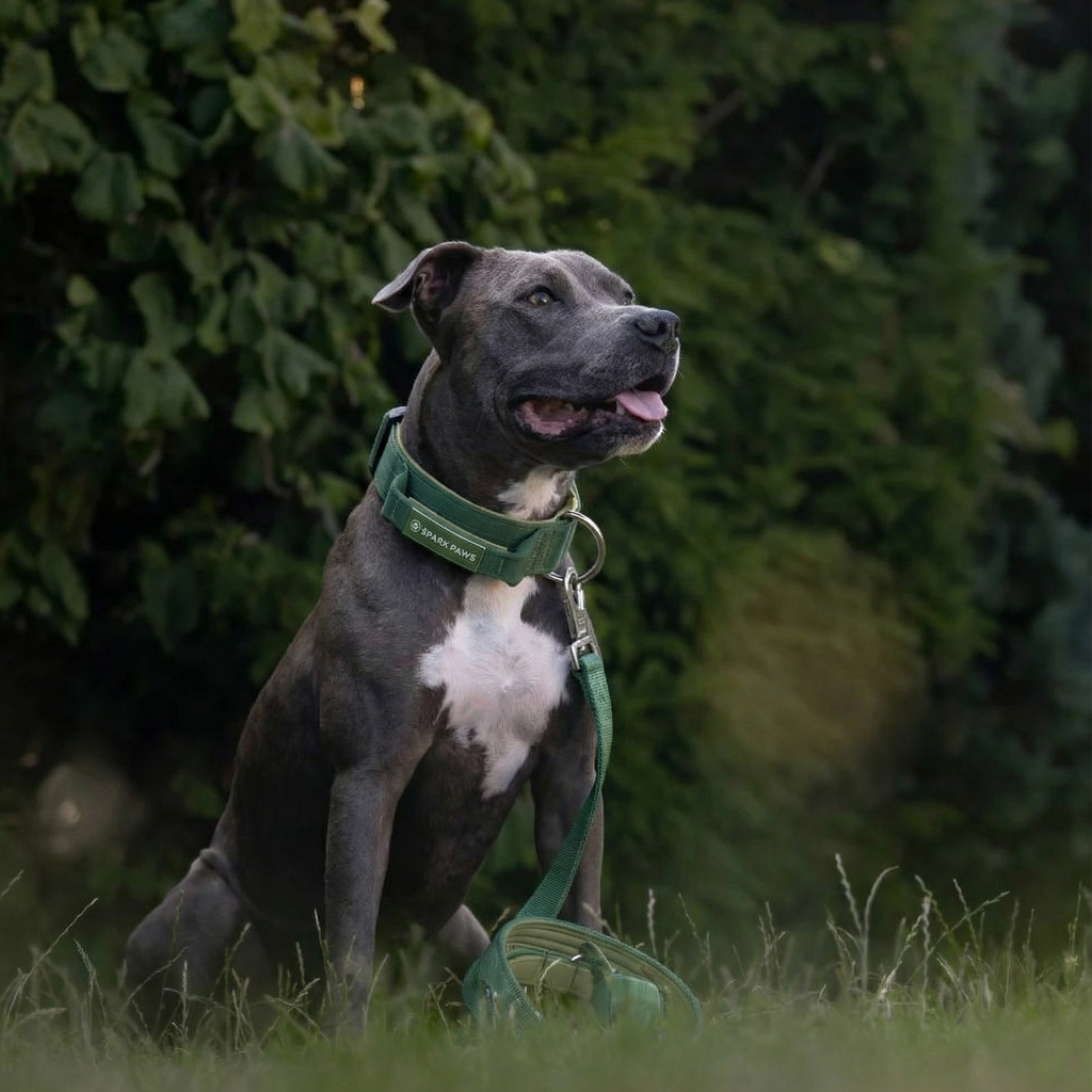 Taktisches Hundehalsband - und Leinen-Set - Grn  SPARK PAWS