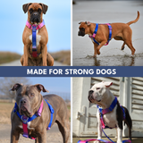 Komfort-Kontrolle No-Pull Hundegeschirr - Rosa-Blau