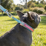 Pastel Icing Martingale Collar||size:A,B,C,D,E