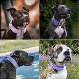Taktisches Halsband für große Hunde - Lila