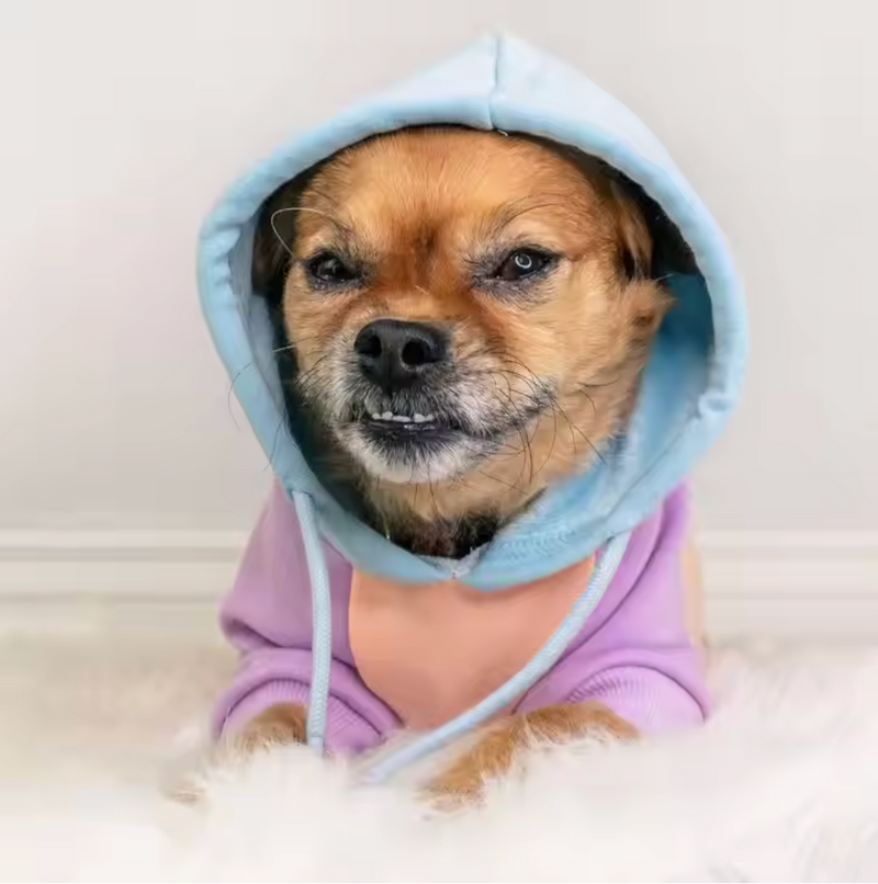 Bonbon Hunde Hoodie