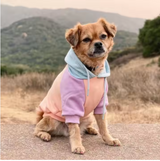 Bonbon Hunde Hoodie