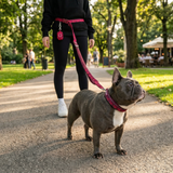 Fuchsia Camo Martingale Collar||size:A,B,C,D,E