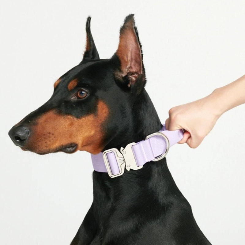 Taktisches Halsband für große Hunde - Lila