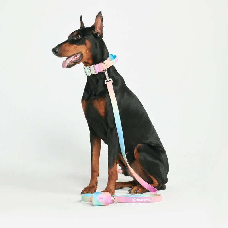 Taktisches Hundehalsband - und Leinen-Set - Pastellglasur