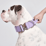 Taktisches Halsband für große Hunde - Lila