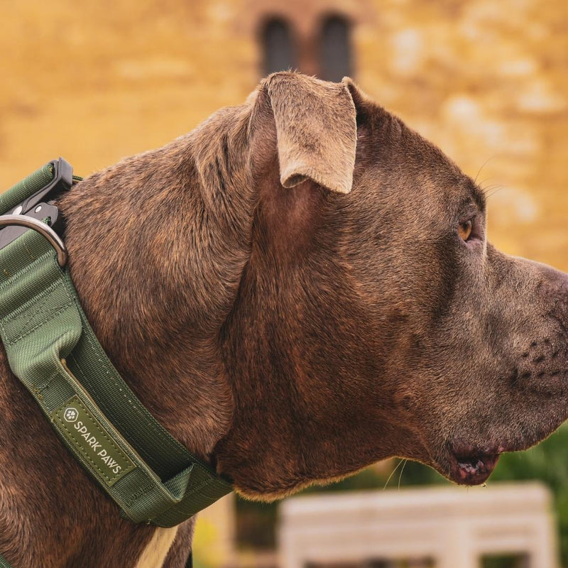 Taktisches Hundehalsband - und Leinen-Set - Grün