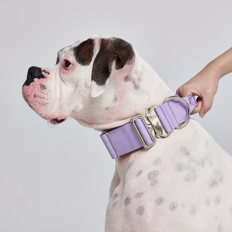 Taktisches Hundehalsband - und Leinen-Set - Flieder