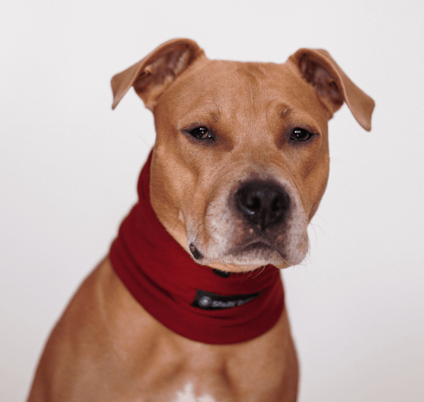 Beruhigender Hund-Ohrenschützer gegen Angst - Rot