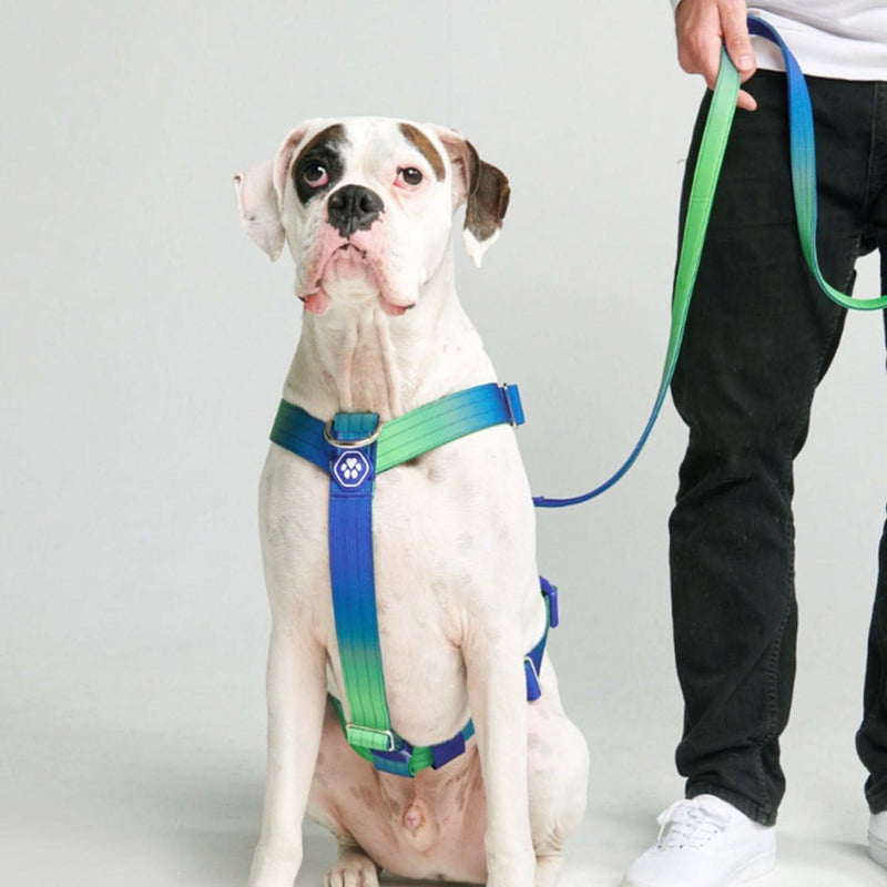Komfort-Kontrolle No-Pull Hundegeschirr set - Limewelle