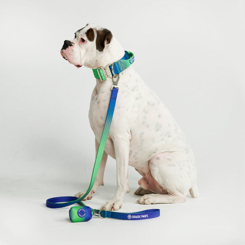 Taktisches Hundehalsband - und Leinen-Set - Limewelle