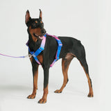 Komfort-Kontrolle No-Pull Hundegeschirr set - Rosa-Blau