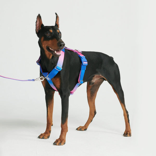 Komfort-Kontrolle No-Pull Hundegeschirr set - Rosa-Blau