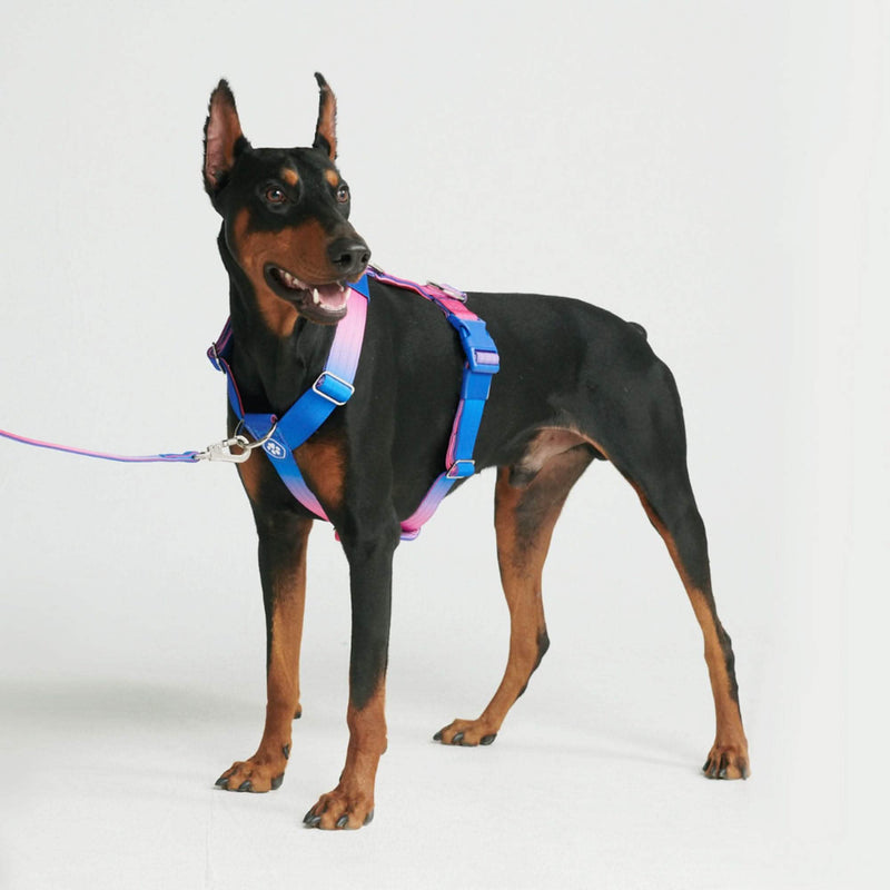Komfort-Kontrolle No-Pull Hundegeschirr set - Rosa-Blau